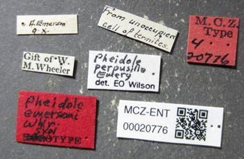Media type: image;   Entomology 20776 Aspect: labels